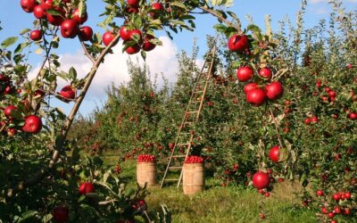 Feed The Planet! Apply NOW for Agrifood at Cranfield