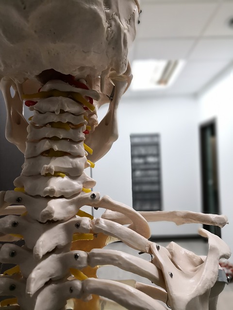 Study Chiropractic DIRECTLY from High School! Apply NOW