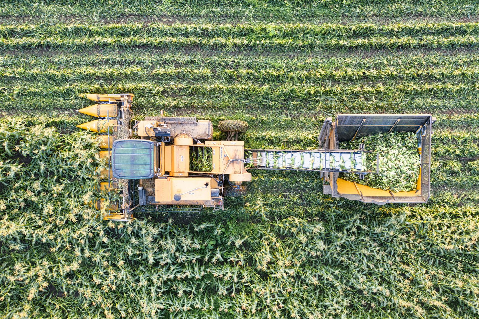 drone shot of a combine harvester harvesting corn