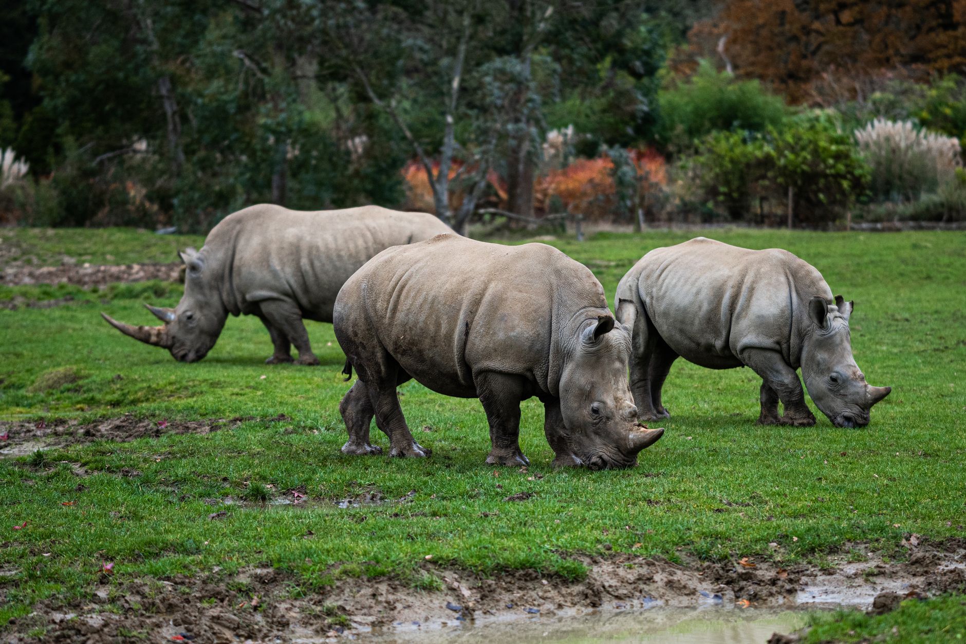 gray rhinoceros on green grass field