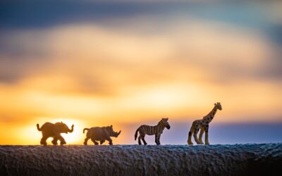 Master the Field of Animal Sciences at Anglia Ruskin