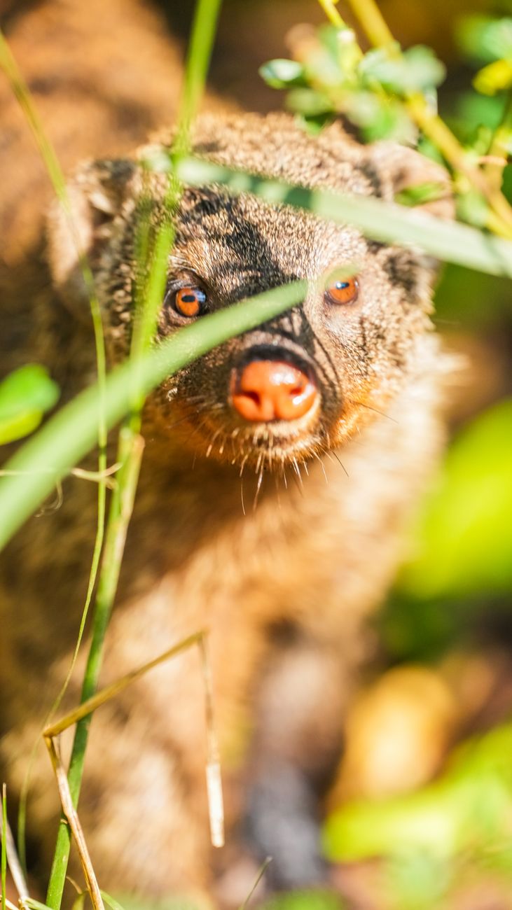 close up of a banded mongoose in kenya